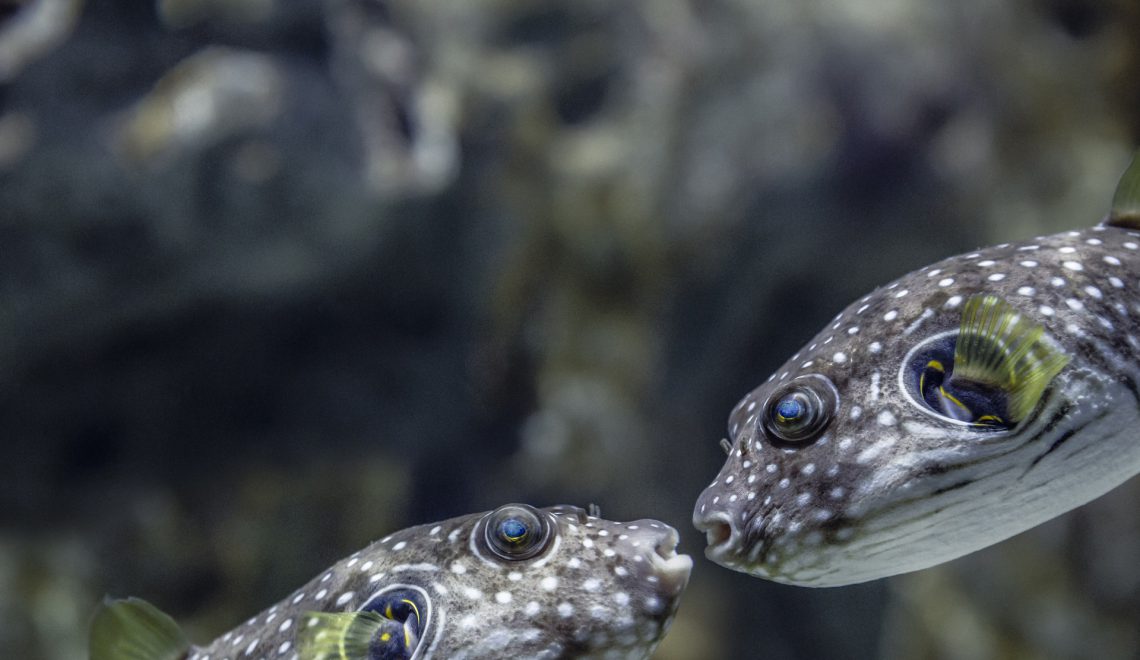 Open uri20170828 20192 pul9t0?1503886539