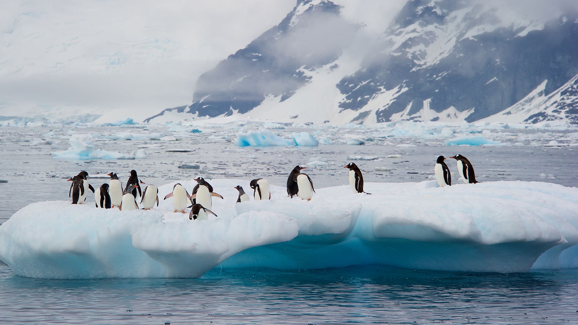 антарктический оазис антарктиды. оазис ширмахера в антарктиде. море уэдделла. остров хасуэлл антарктида. гренландия пингвины.