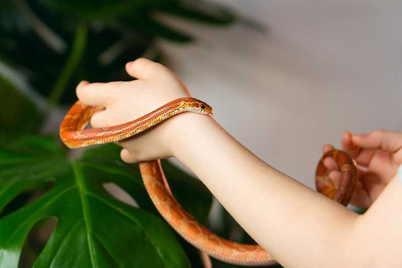 5 Friendly and Affectionate Reptile Pet Species