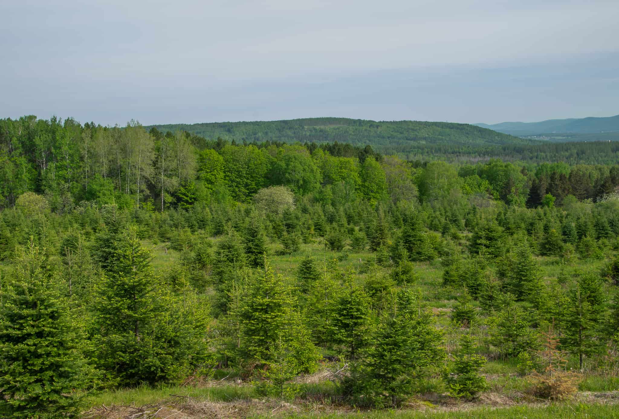 Grand Isle Forest Maine Land For Sale