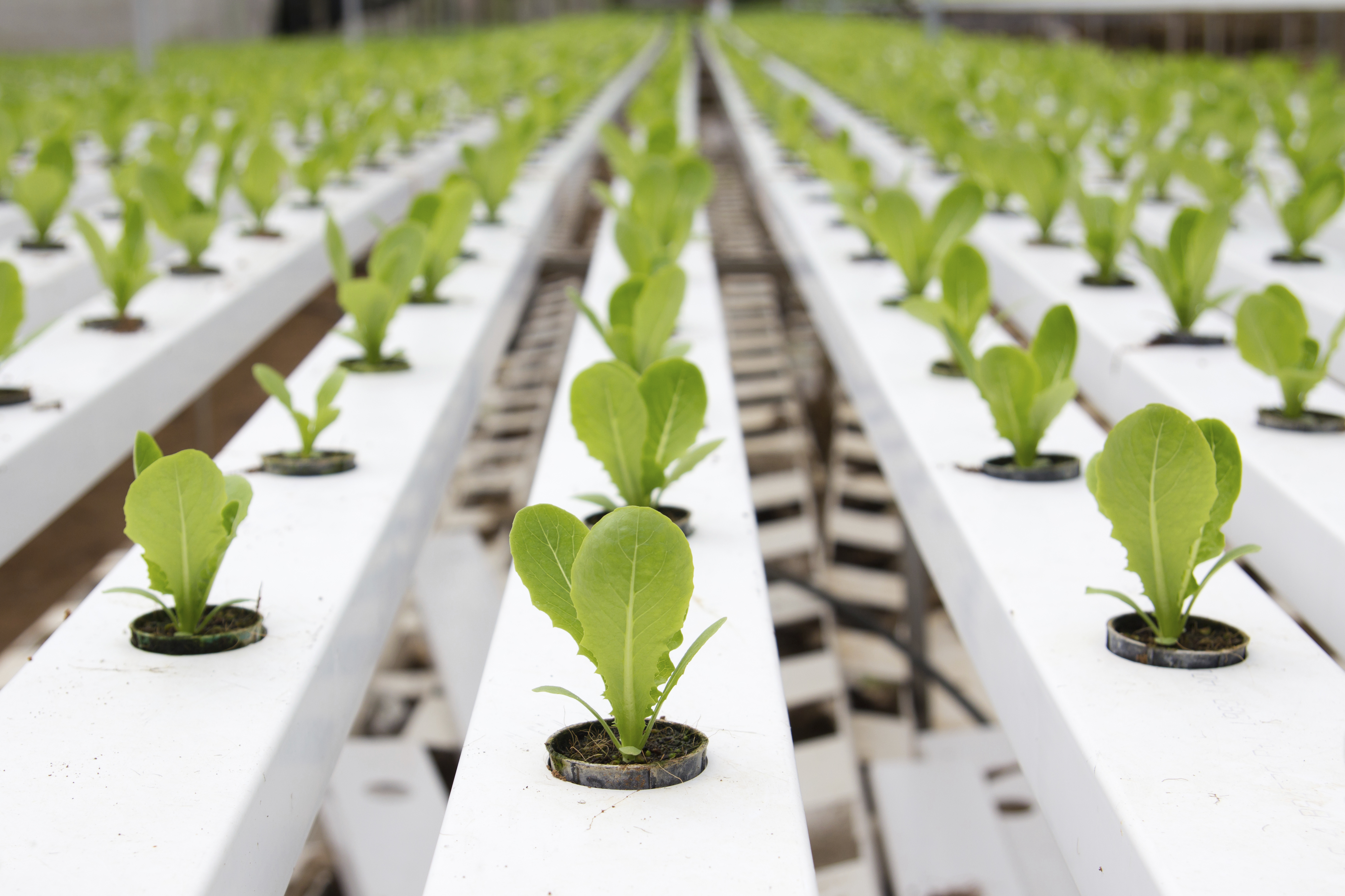 Что Выгодно Выращивать На Продажу