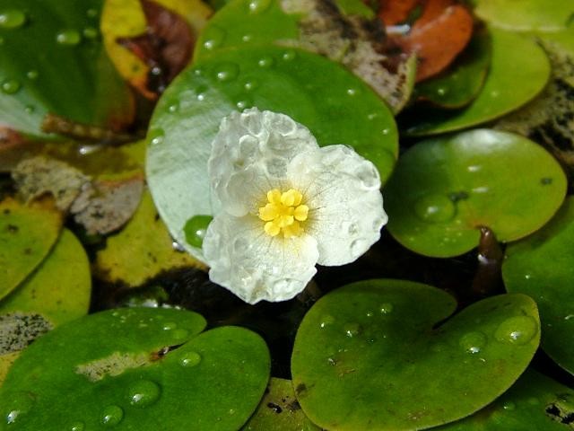 🚫 Maine’s Most Unwanted: Aquatic Invasive Plants Boaters Should Know