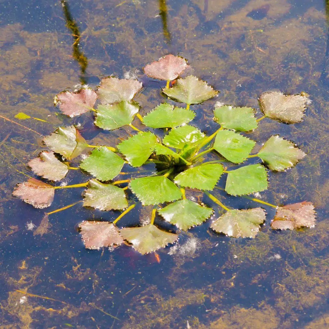 Lake Monsters of the Cobbossee Watershed