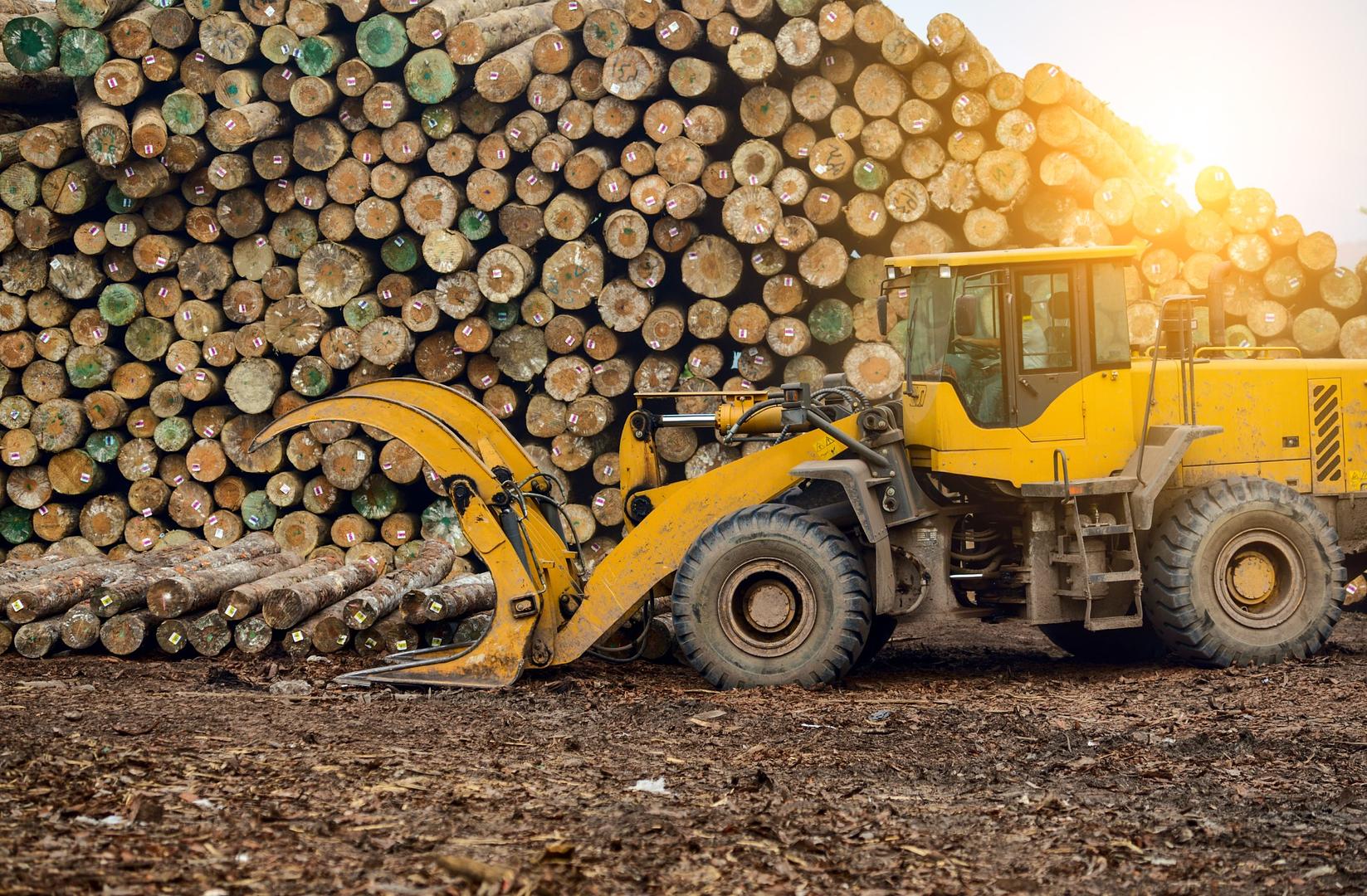 New Era in Forest Policy: Trump Administration Accelerates Timber and Wildfire Strategy