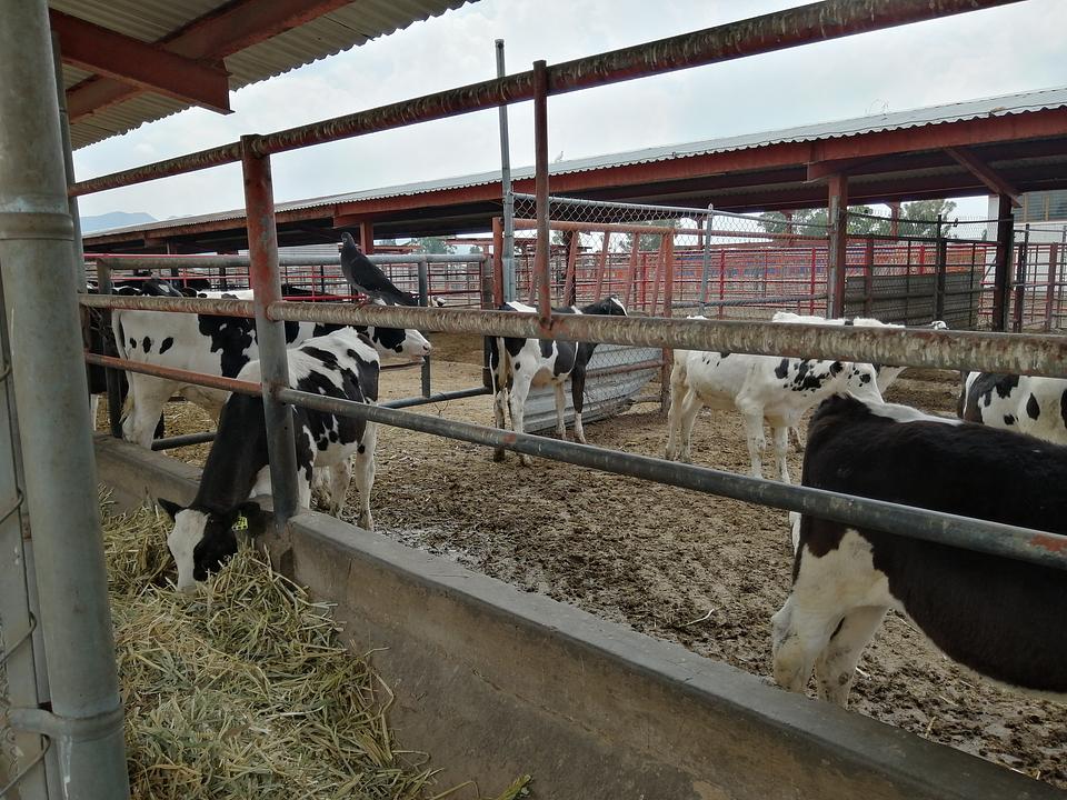 Lairage for sale at VDZ trading B.V.