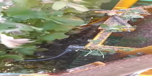 Riproduci video