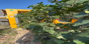 Riproduci video