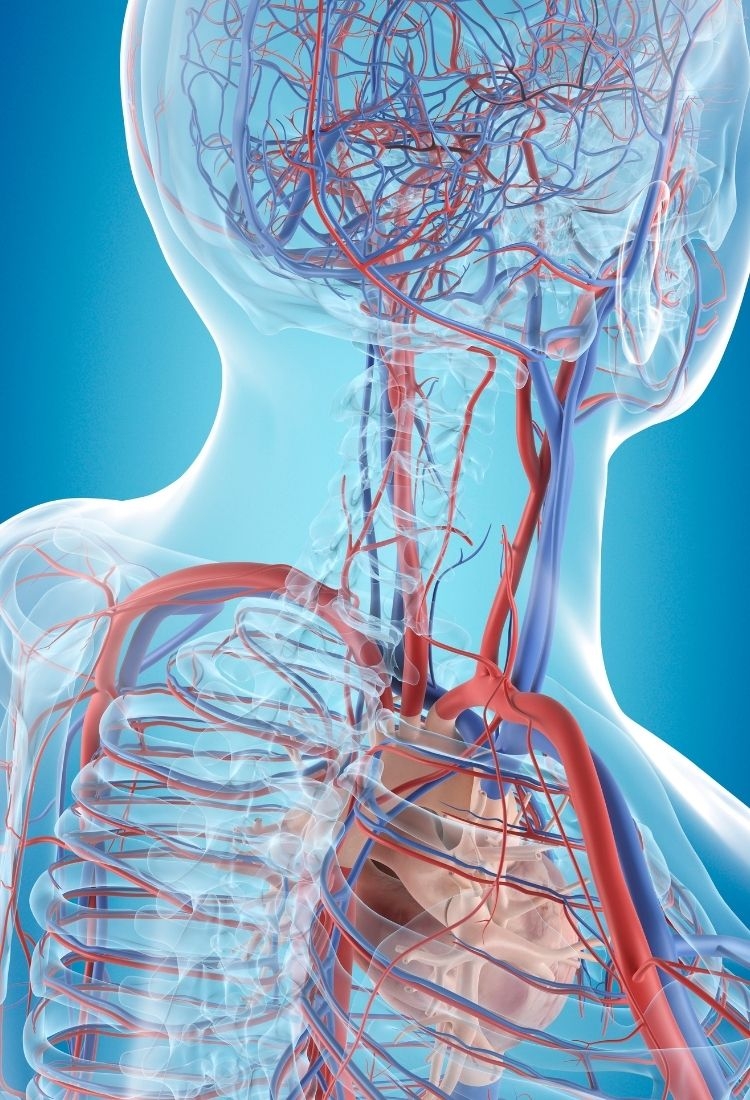 Discover World-Class Hair Transplants at Doctor Zen, Istanbul