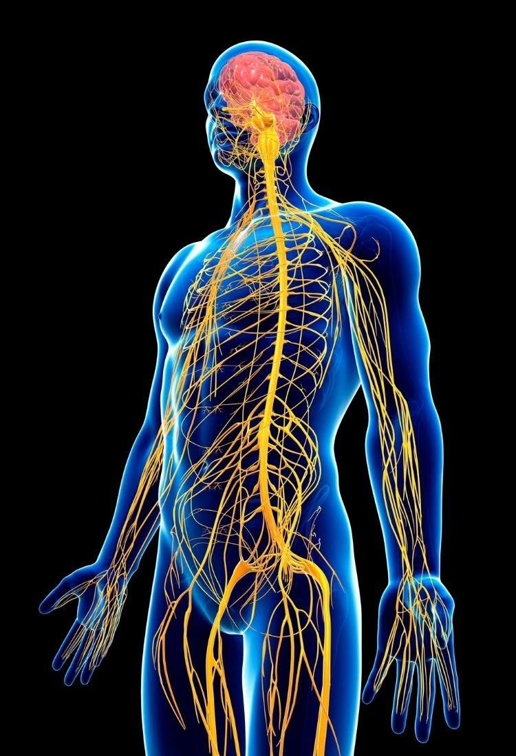 What makes Esthetic Clinic Turkey a premier choice for hair transplants?