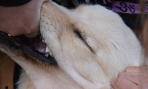 Fennesz and Jim O’Rourke team up on It’s Hard For Me To Say I’m Sorry