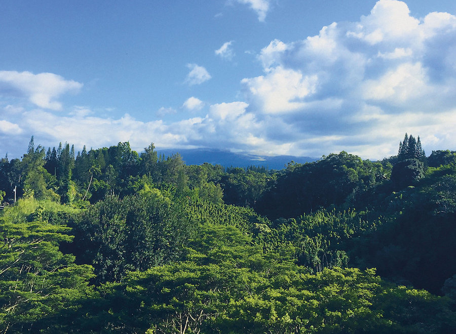 Surgeon preps second volume of Buchla recordings made in Hawaiian jungle on Editions Mego