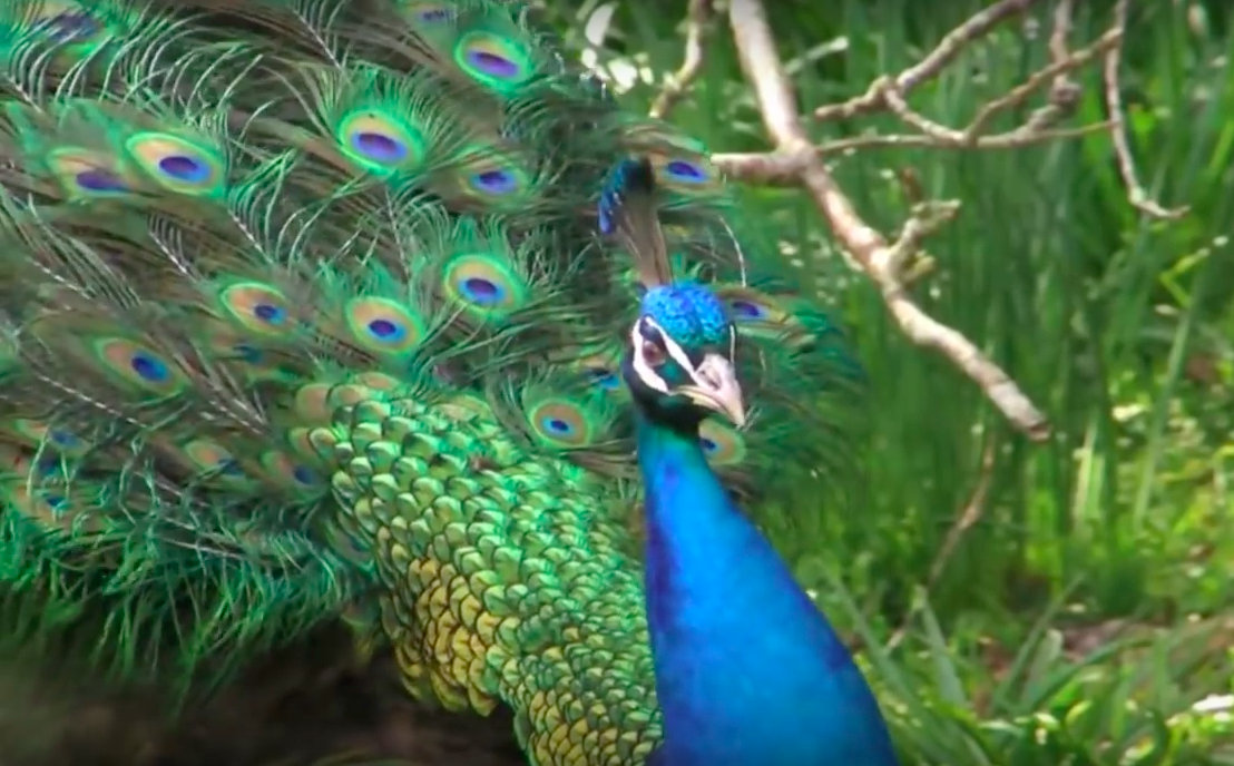 Príncipe's Niagara spread their feathers in 'Laranja' video