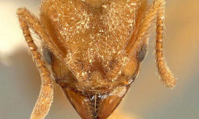 Radiohead get ant species named after them