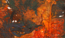 Petrola 80 to release debut album from ambient composer Merdh Laleh