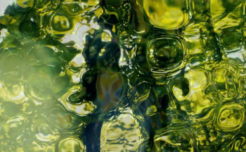 Anna Homler & Alessio Capovilla take a trip through the woods in ‘Mem’