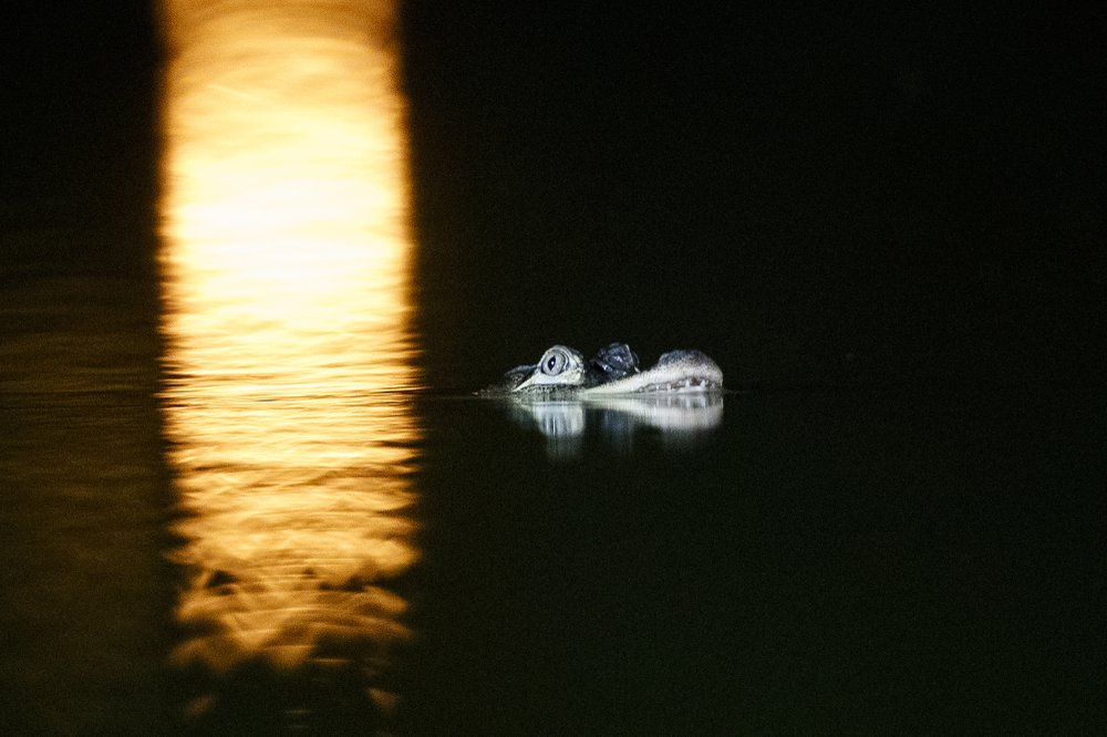 Florida expert flies to Chicago to help catch alligator | FACTSWANTED Florida expert flies to Chicago to help catch alligator | FACTSWANTED