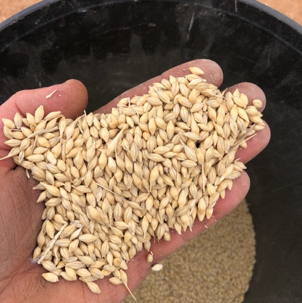 F1 Barley Grain & Seed Barley For Sale