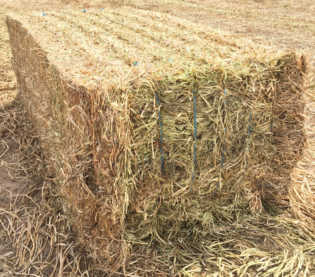 Clover Hay 8x4x3 Pure Balansa 300 x 550 KG Approx Bales Hay