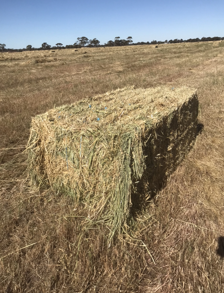 100mt Oaten/Rye Hay 8x4x3 Bales Hay & Fodder Oaten Hay For