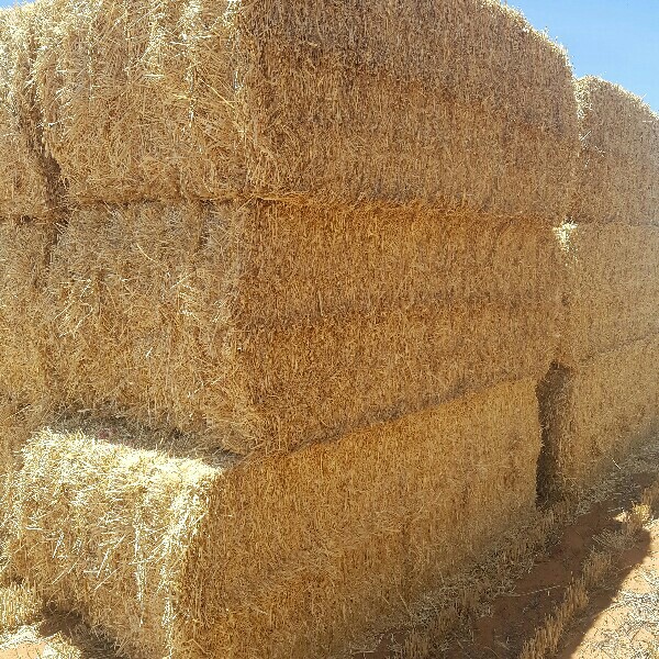 Barley straw Hay & Fodder Straw For Sale