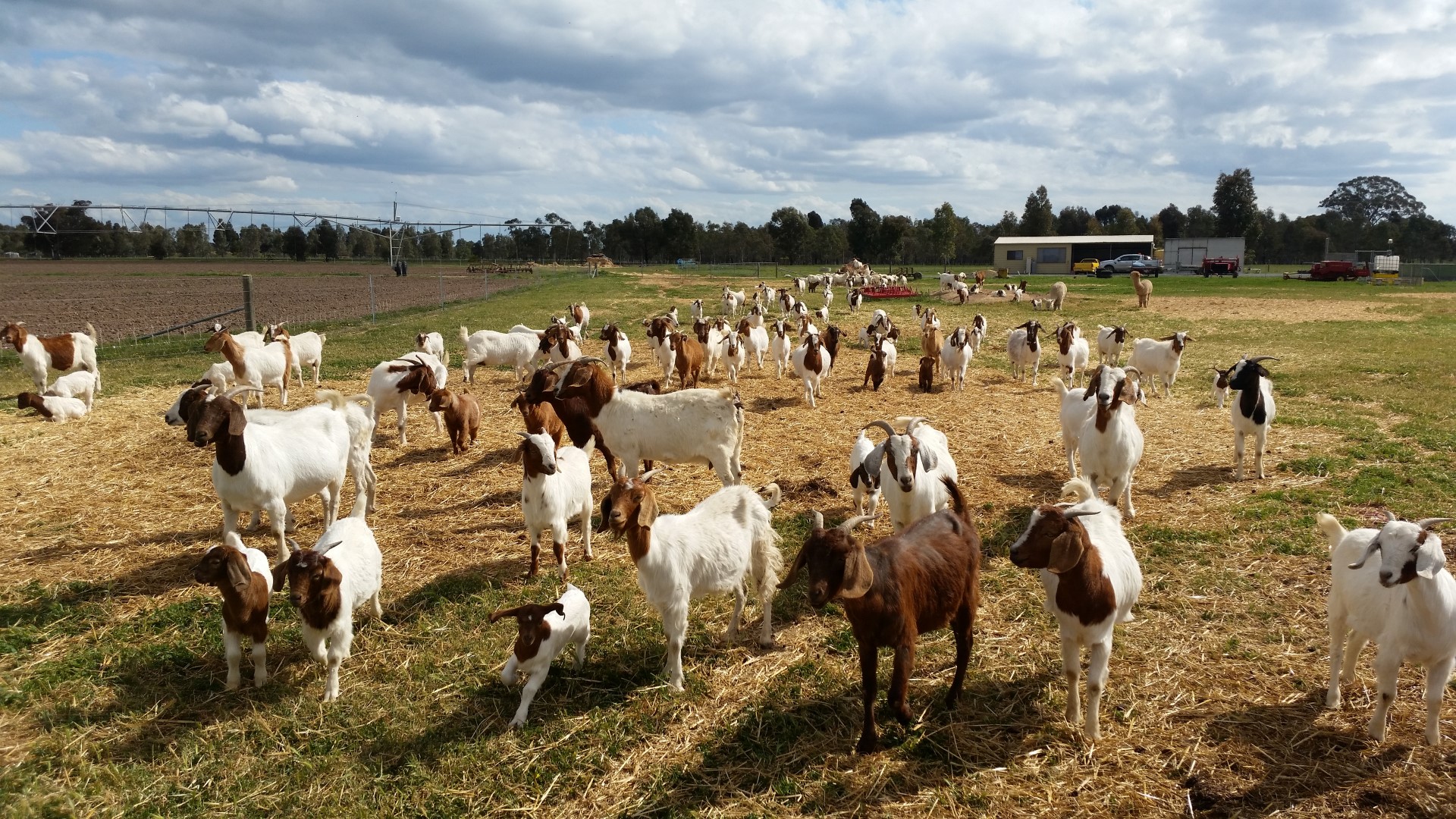 Boar Goats Livestock Goats For Sale