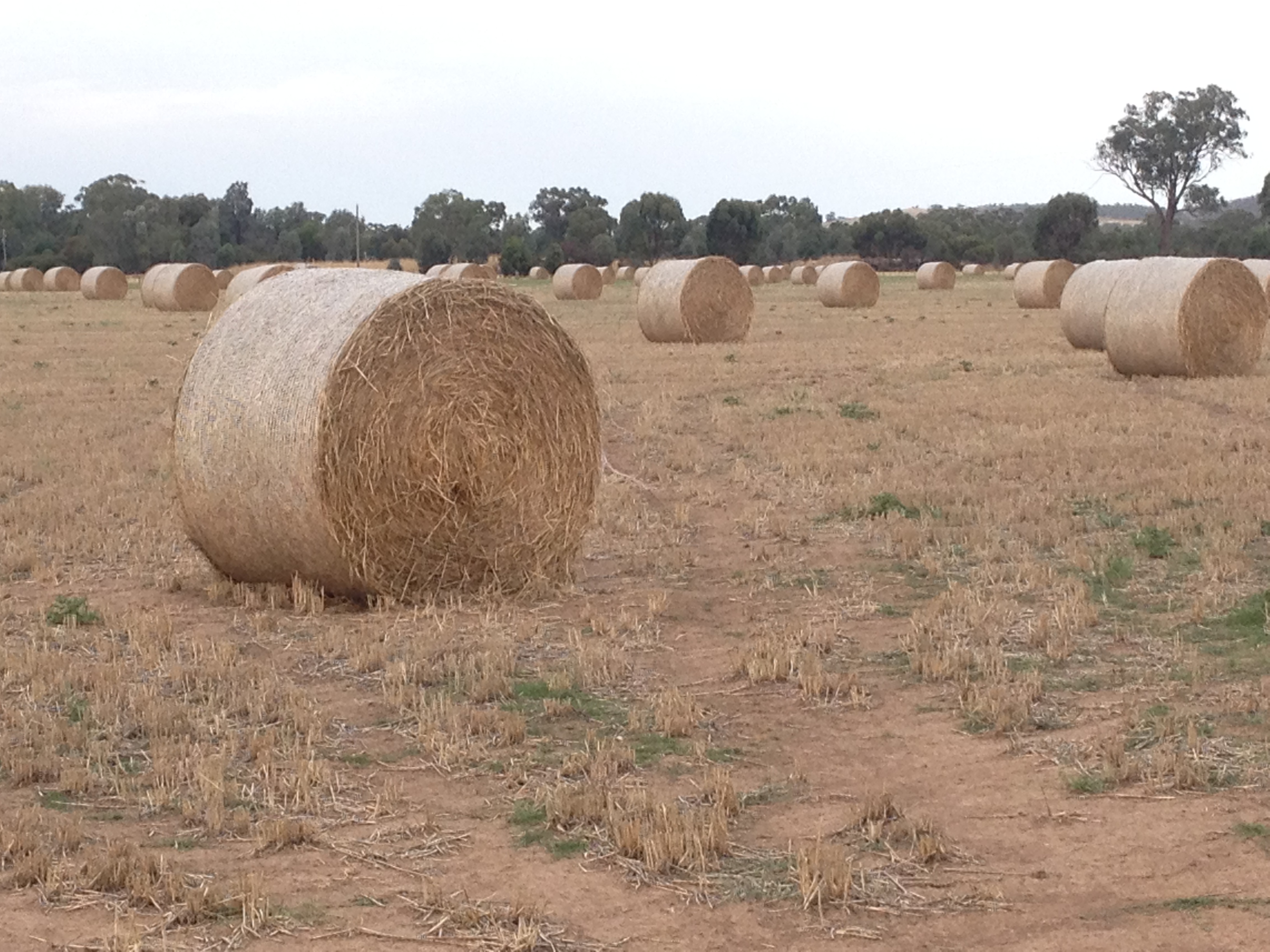 250 WHEATEN HAY ROLLS Hay & Fodder Wheaten Hay For Sale