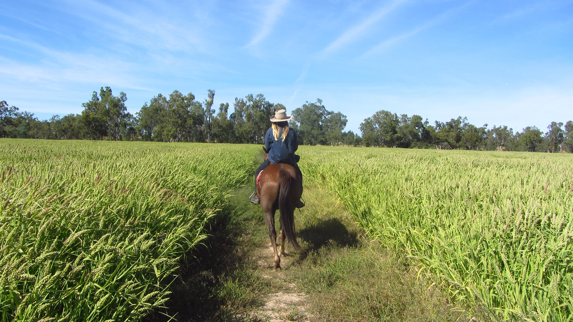 Siberian Millet Grain & Seed Millet For Sale