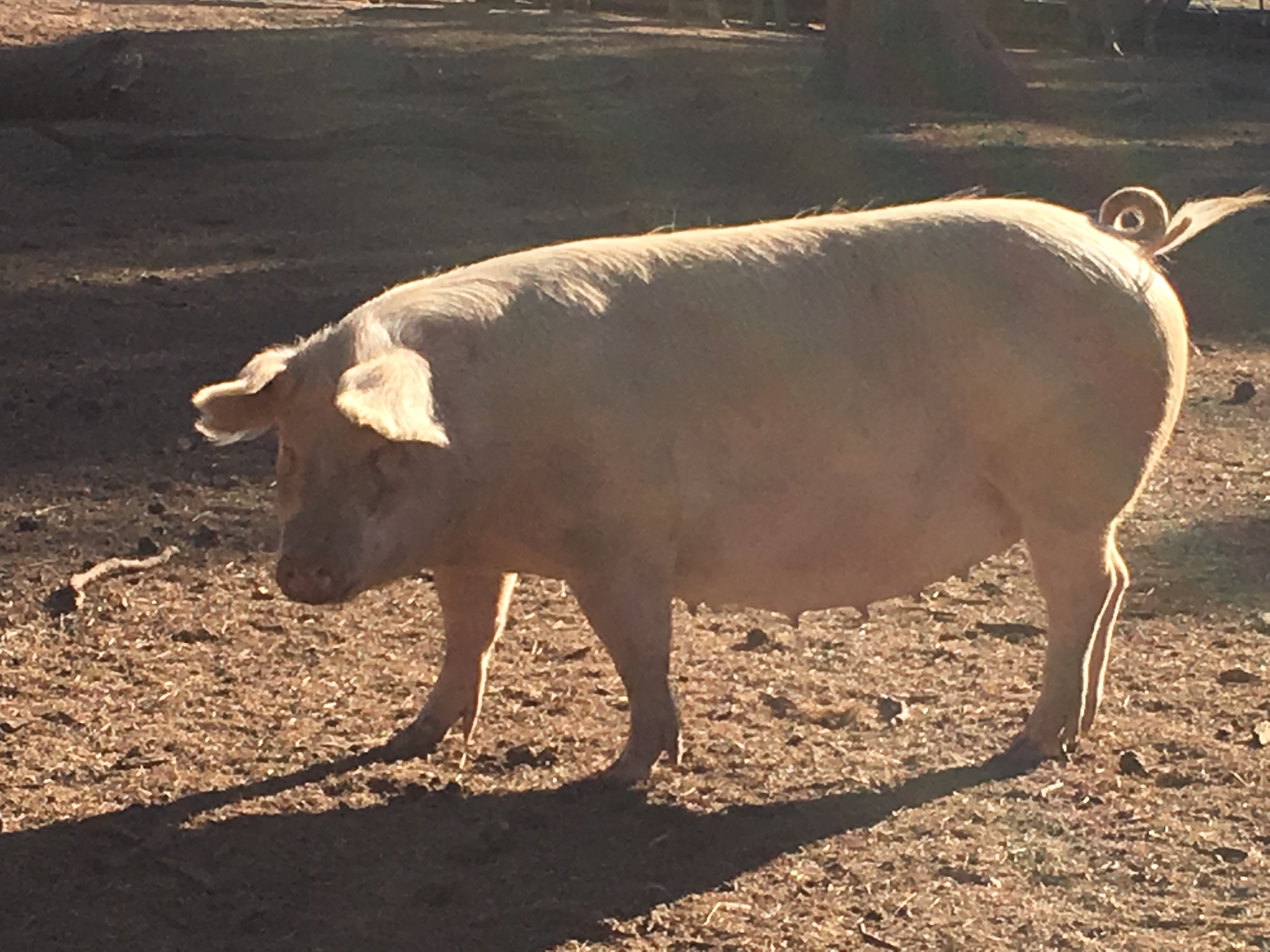 pregnant-sows-livestock-pigs-for-sale