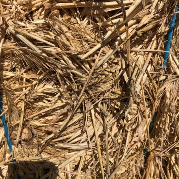 Wheat hay. Hay & Fodder Wheaten Hay For Sale