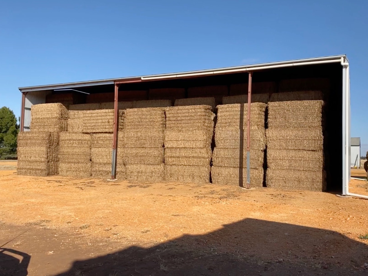 300mt Vetch Hay 8x4x3 Bales Hay & Fodder Vetch Hay For