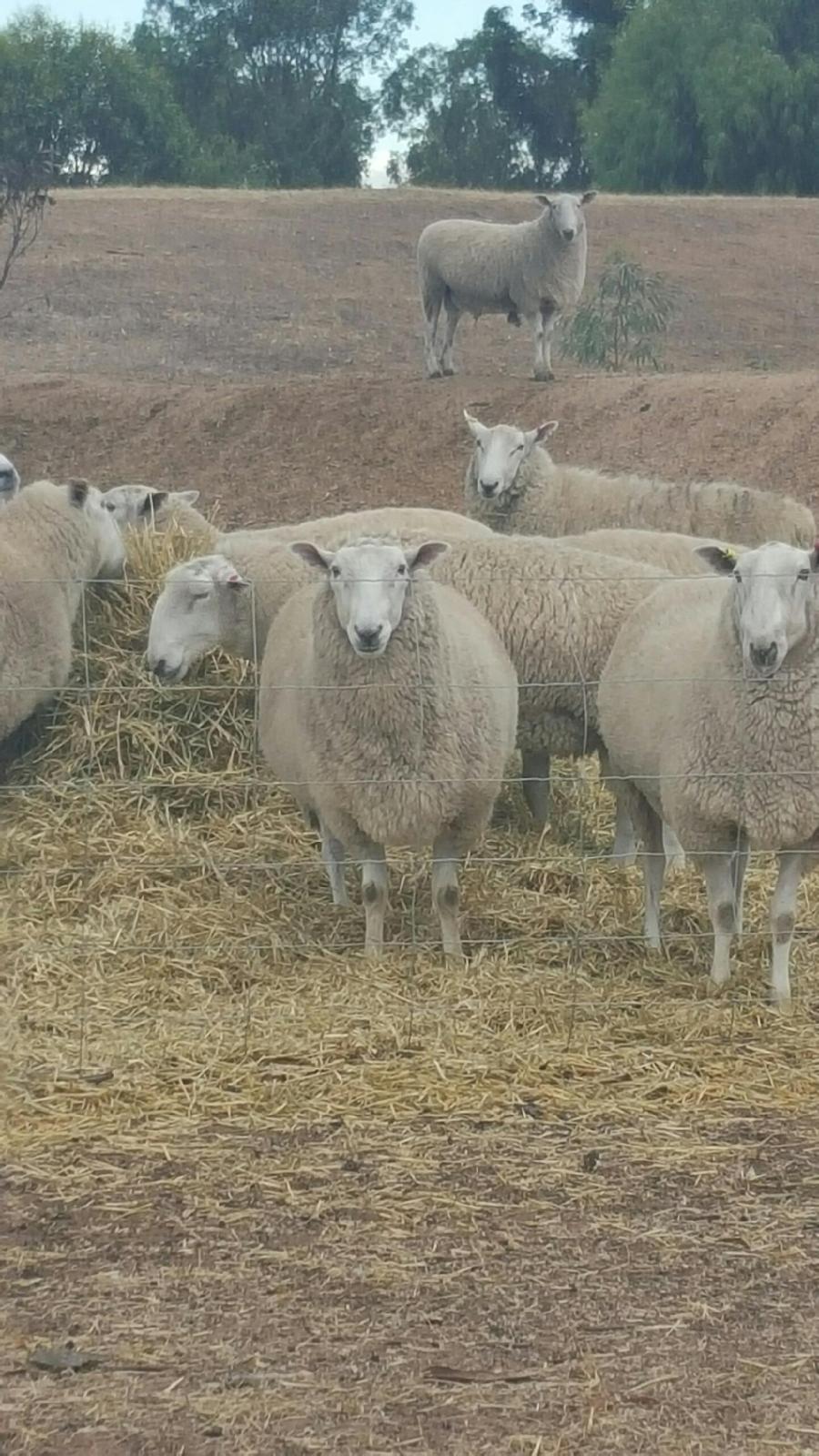 Border Leicester Rams | Livestock - Sheep - Rams For Sale