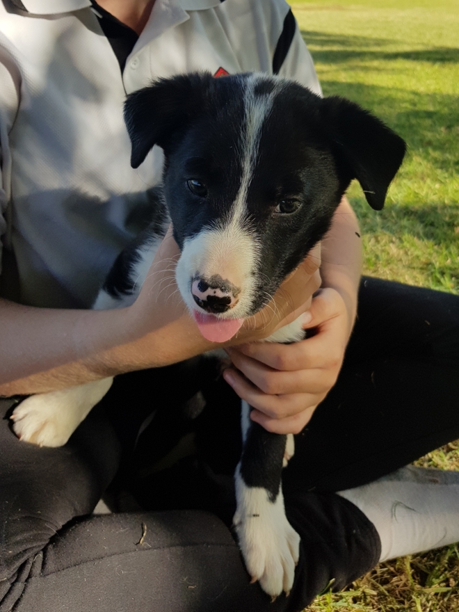 Purebred Border Collie Puppies Livestock Dogs For Sale