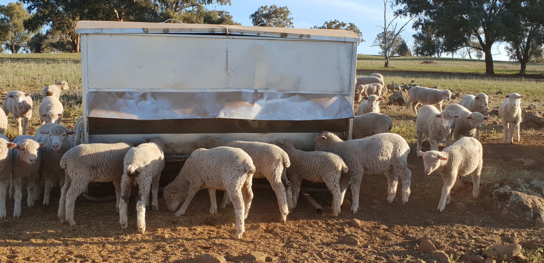 5 x Sheep Feeders Livestock Equipment Livestock Feeding