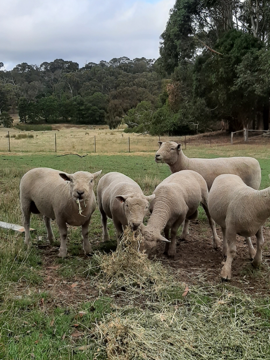 Southdown rams Livestock Sheep Rams For Sale