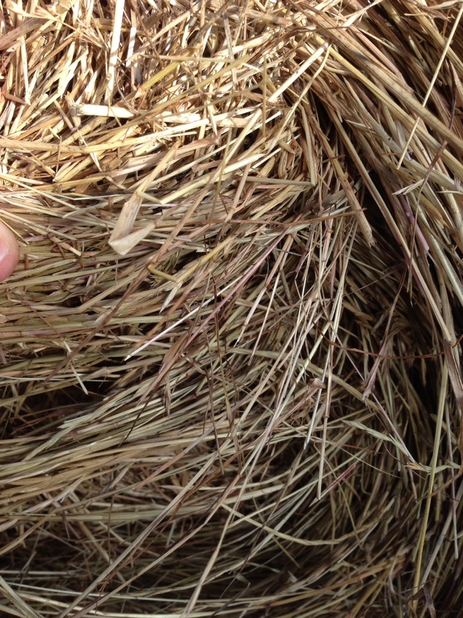 Ryegrass hay roundbales Hay & Fodder Pasture Hay For Sale