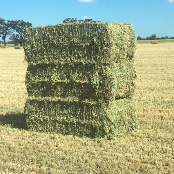 New season barley hay Hay & Fodder Barley Hay For Sale