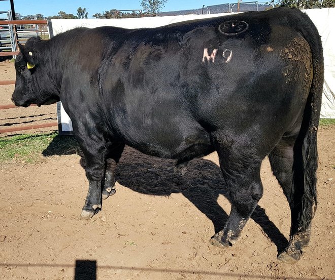 ANGUS STUD BULLS Livestock Beef Cattle Bulls For Sale