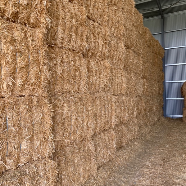 Shedded Barley Straw conventional header straw Hay & Fodder