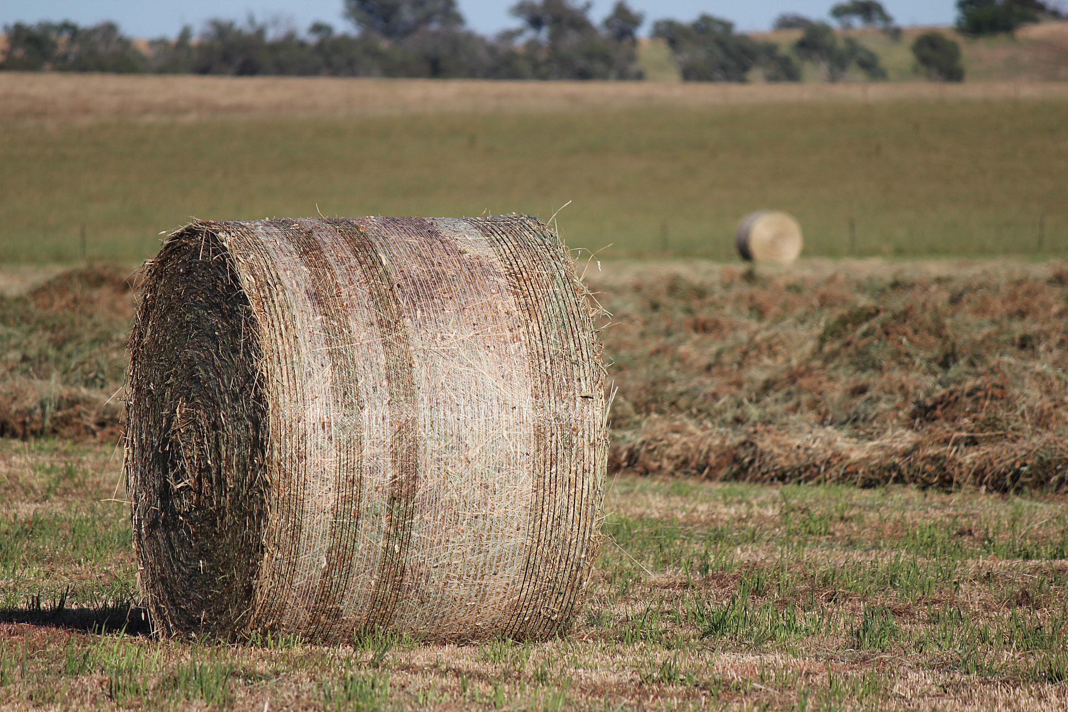QUALITY PASTURE HAY FOR SALE Hay & Fodder Pasture Hay For