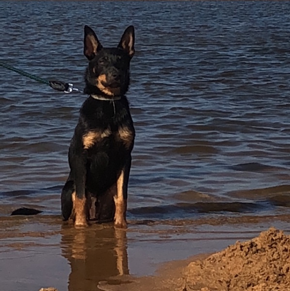 pure bred kelpie Livestock Dogs For Sale