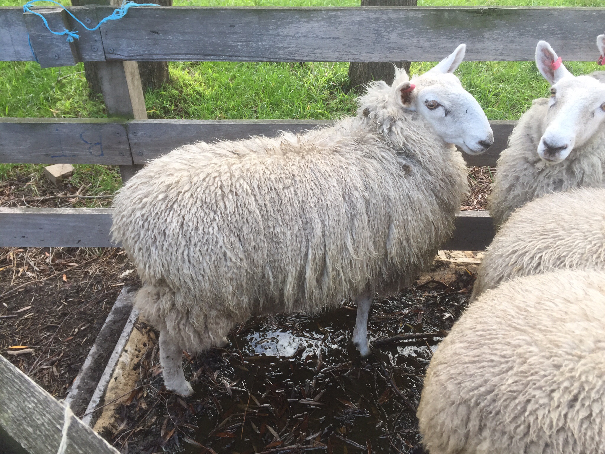 Border Leicester ewe lambs Livestock Sheep Ewes For Sale