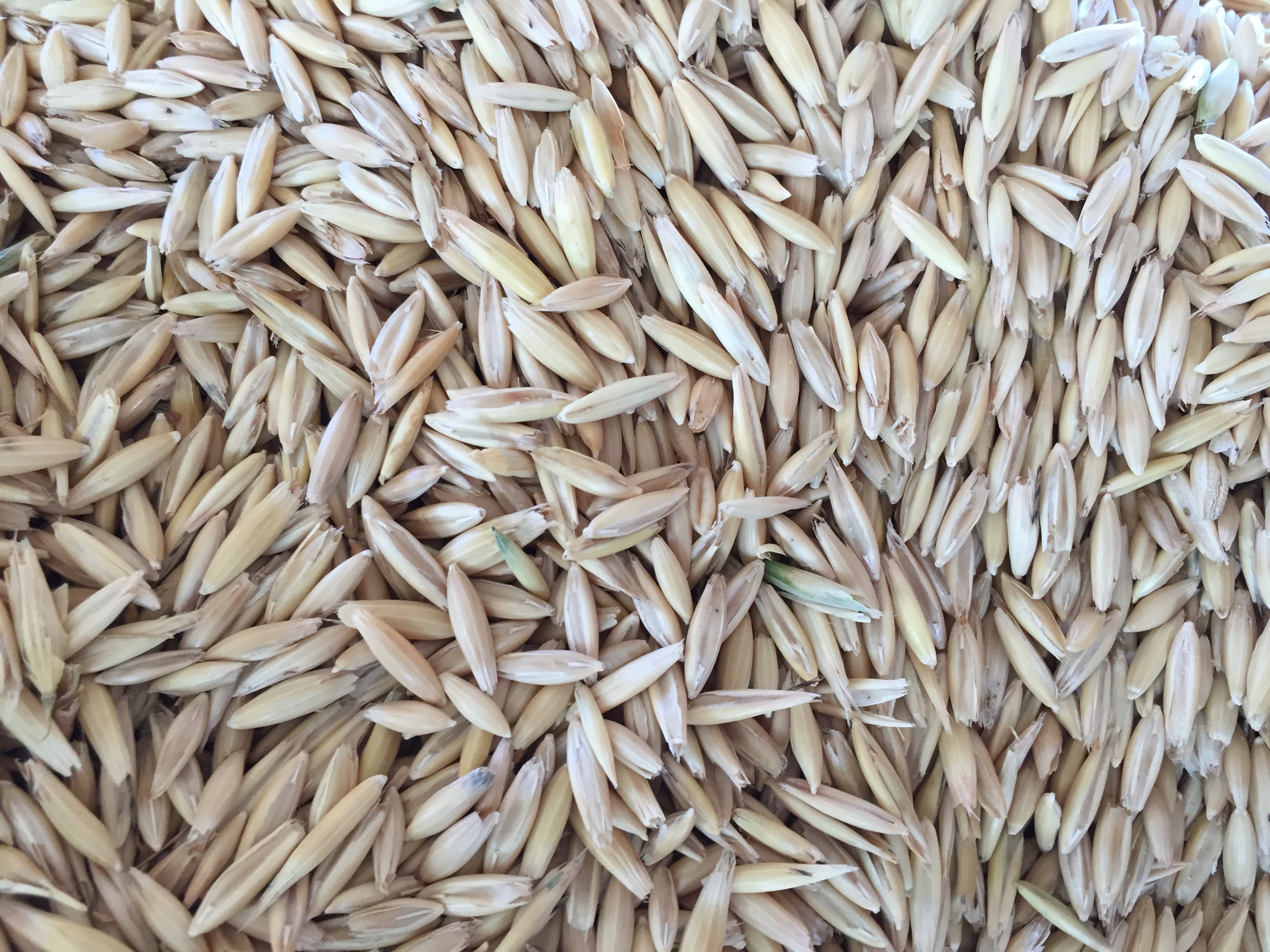 Feed Oats For Sale 60m/t Approx Grain & Seed Oats For Sale