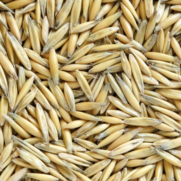 Oat seed Grain & Seed Oats For Sale