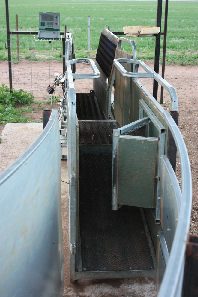 Racewell Sheep Handler Livestock Equipment Livestock Handling