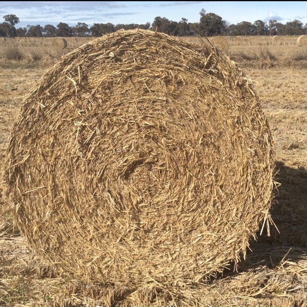 Rice straw Hay & Fodder Straw For Sale