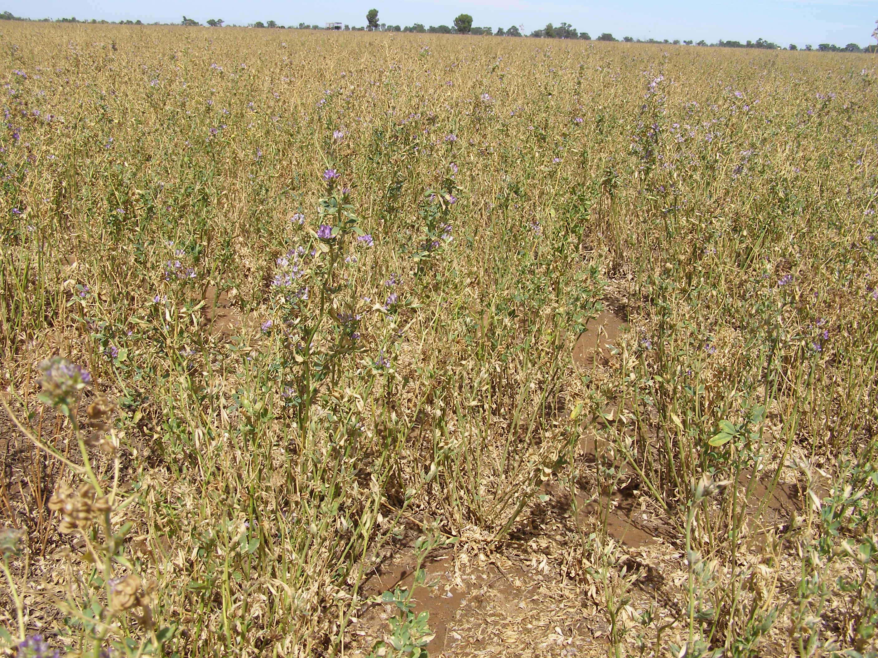 Lucerne Seed Grain & Seed Pasture Seed Clover For Sale