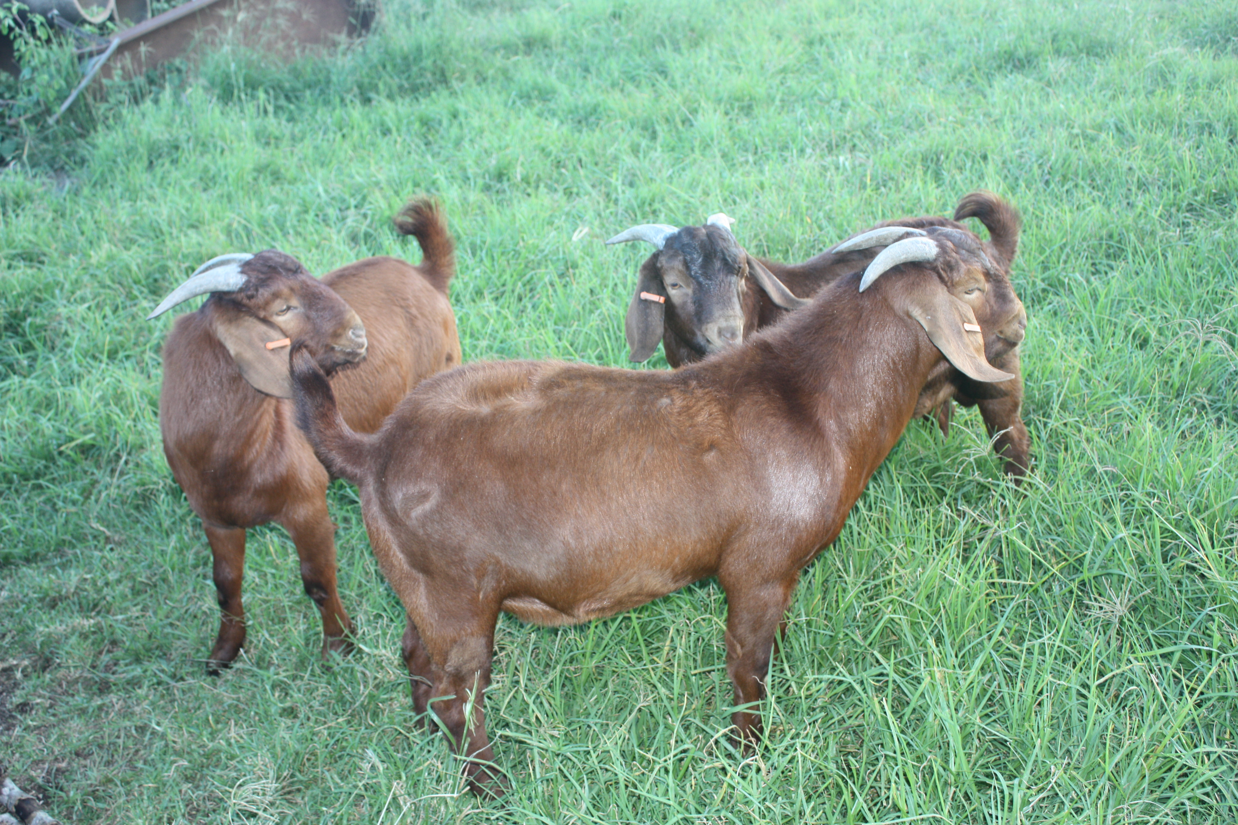Kalahari Red Goats Herd Dispersal Livestock Goats For Sale