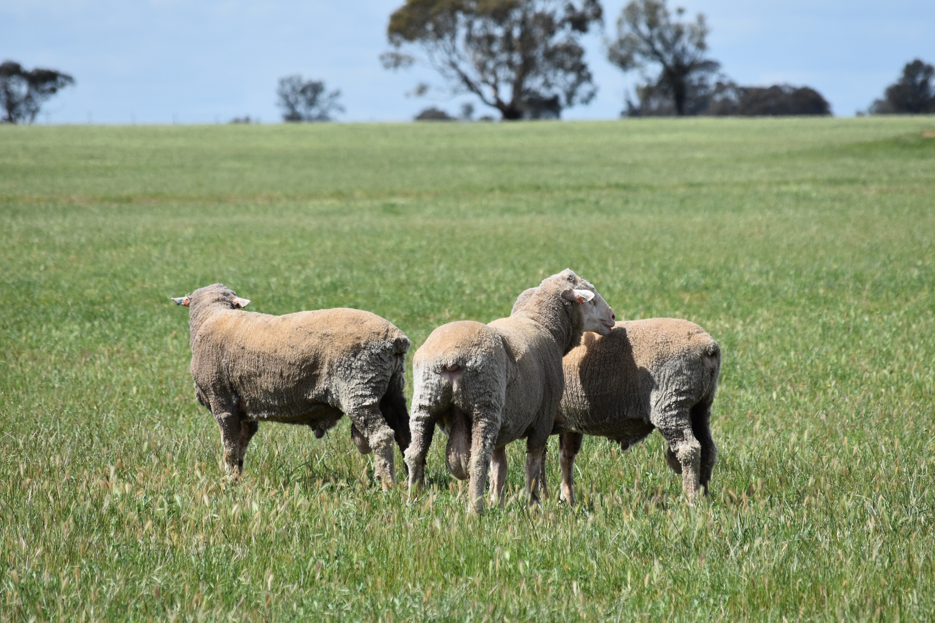 Merino Rams Livestock Sheep Rams For Sale