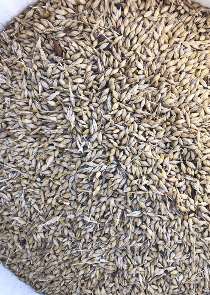 Barley Price Reduced Quick Sale Grain & Seed Barley For