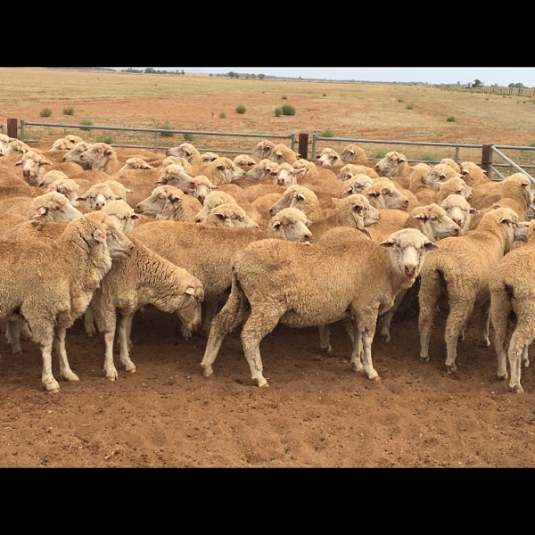 Merino Ewes Livestock Sheep Ewes For Sale